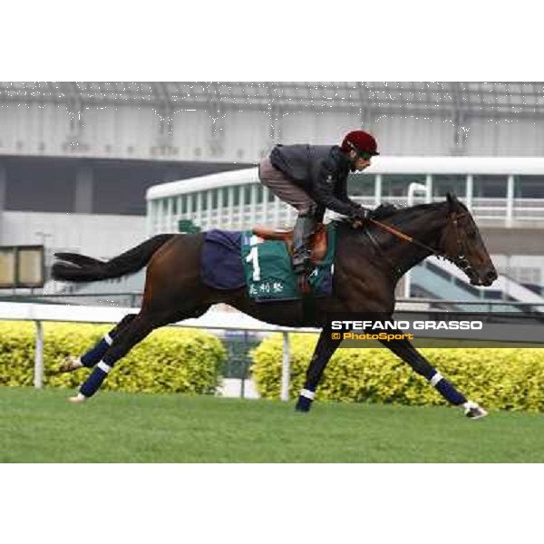 Morning trackworks at Sha Tin racetrack - Americain Hong Kong- Sha Tin, 7th dec. 2010 ph. Stefano Grasso