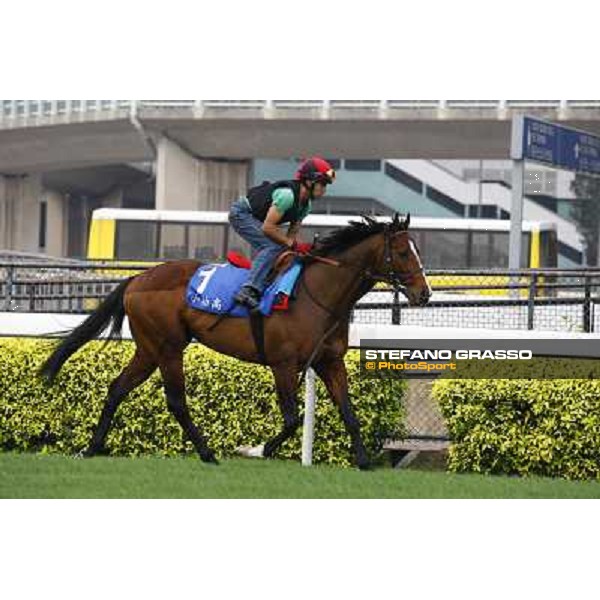 Morning trackworks at Sha Tin racetrack - Paco Boy Hong Kong- Sha Tin, 7th dec. 2010 ph. Stefano Grasso