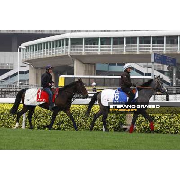 Morning trackworks at Sha Tin racetrack - Vision d\'Etat(1) - Rajsaman (6) Hong Kong- Sha Tin, 7th dec. 2010 ph. Stefano Grasso