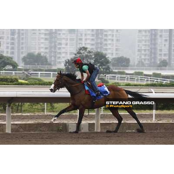 Morning trackworks at Sha Tin racetrack - Paco Boy Hong Kong- Sha Tin, 7th dec. 2010 ph. Stefano Grasso