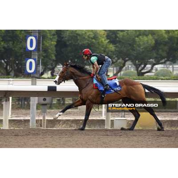 Morning trackworks at Sha Tin racetrack - Paco Boy Hong Kong- Sha Tin, 7th dec. 2010 ph. Stefano Grasso