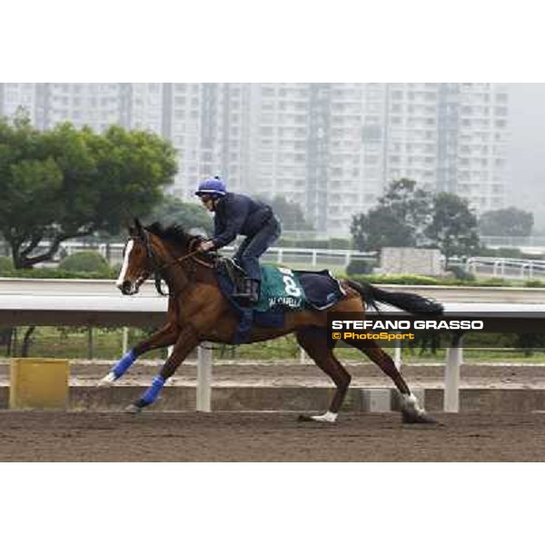 Morning trackworks at Sha Tin racetrack - Crystal Capella Hong Kong- Sha Tin, 7th dec. 2010 ph. Stefano Grasso