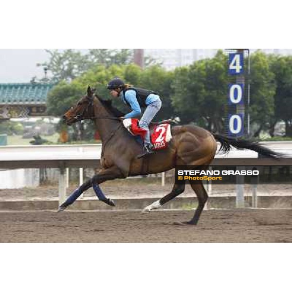 Morning trackworks at Sha Tin racetrack - Cirrus des Aigles Hong Kong- Sha Tin, 7th dec. 2010 ph. Stefano Grasso