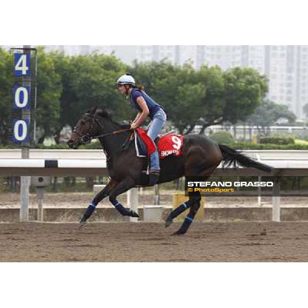 Morning trackworks at Sha Tin racetrack - Snow Fairy Hong Kong- Sha Tin, 7th dec. 2010 ph. Stefano Grasso