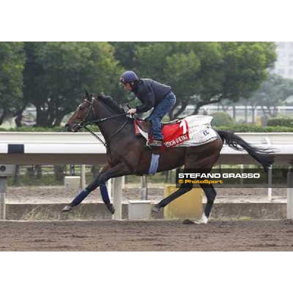 Morning trackworks at Sha Tin racetrack - Vision d\' Etat Hong Kong- Sha Tin, 7th dec. 2010 ph. Stefano Grasso