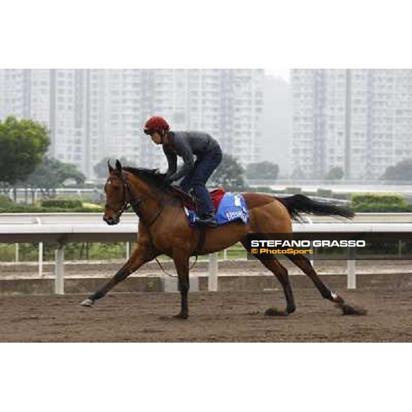Morning trackworks at Sha Tin racetrack - Beethoven Hong Kong- Sha Tin, 7th dec. 2010 ph. Stefano Grasso