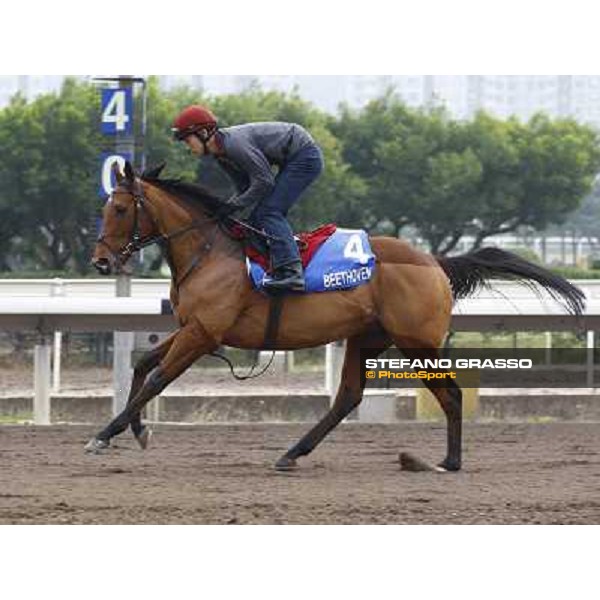 Morning trackworks at Sha Tin racetrack - Beethoven Hong Kong- Sha Tin, 7th dec. 2010 ph. Stefano Grasso
