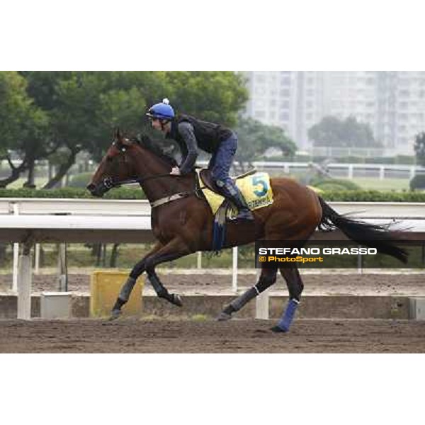Morning trackworks at Sha Tin racetrack v- Ortensia Hong Kong- Sha Tin, 7th dec. 2010 ph. Stefano Grasso