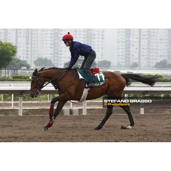 Morning trackworks at Sha Tin racetrack - Joshua Tree Hong Kong- Sha Tin, 7th dec. 2010 ph. Stefano Grasso