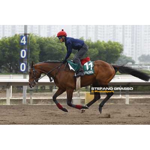 Morning trackworks at Sha Tin racetrack - Joshua Tree Hong Kong- Sha Tin, 7th dec. 2010 ph. Stefano Grasso