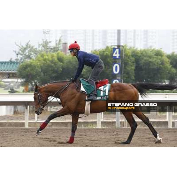 Morning trackworks at Sha Tin racetrack - Joshua Tree Hong Kong- Sha Tin, 7th dec. 2010 ph. Stefano Grasso