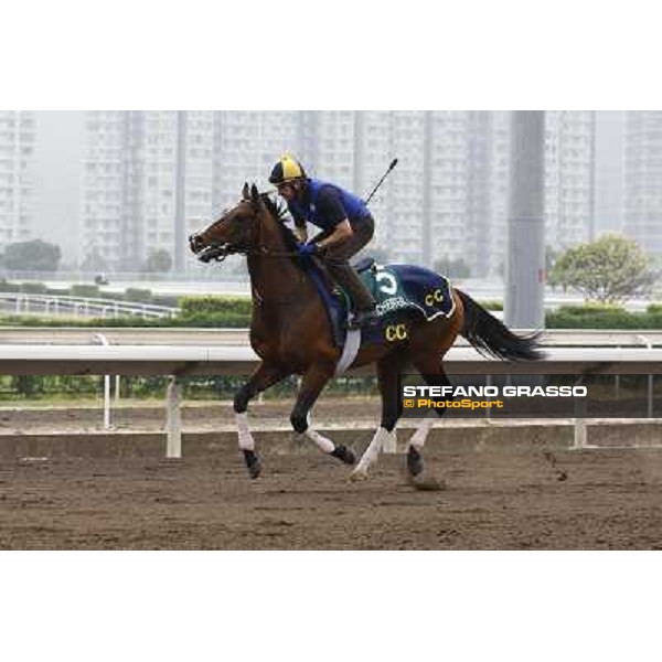 Morning trackworks at Sha Tin racetrack - Winchester Hong Kong- Sha Tin, 7th dec. 2010 ph. Stefano Grasso