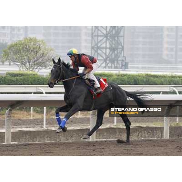 Morning trackworks at Sha Tin racetrack - Stacelita Hong Kong- Sha Tin, 7th dec. 2010 ph. Stefano Grasso