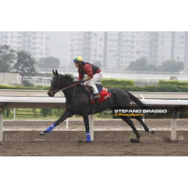 Morning trackworks at Sha Tin racetrack - Stacelita Hong Kong- Sha Tin, 7th dec. 2010 ph. Stefano Grasso