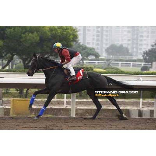 Morning trackworks at Sha Tin racetrack - Stacelita Hong Kong- Sha Tin, 7th dec. 2010 ph. Stefano Grasso