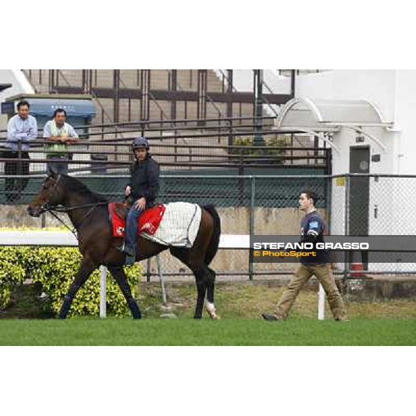 Morning trackworks at Sha Tin racetrack - Vision d\' Etat Hong Kong- Sha Tin, 7th dec. 2010 ph. Stefano Grasso