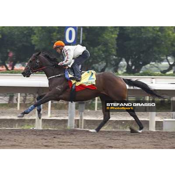 Morning trackworks at Sha Tin racetrack - Rocket Man Hong Kong- Sha Tin, 7th dec. 2010 ph. Stefano Grasso