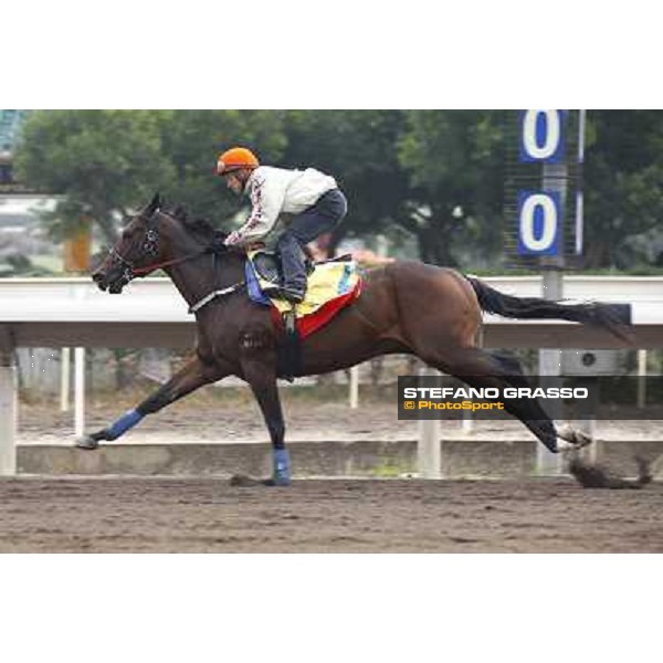 Morning trackworks at Sha Tin racetrack - Rocket Man Hong Kong- Sha Tin, 7th dec. 2010 ph. Stefano Grasso