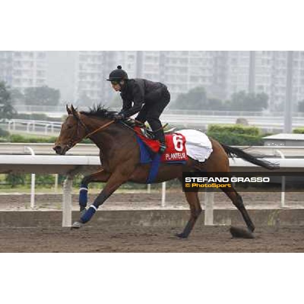 Morning trackworks at Sha Tin racetrack - Planteur Hong Kong- Sha Tin, 7th dec. 2010 ph. Stefano Grasso