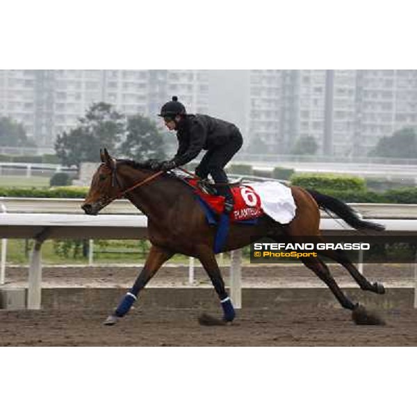 Morning trackworks at Sha Tin racetrack - Planteur Hong Kong- Sha Tin, 7th dec. 2010 ph. Stefano Grasso