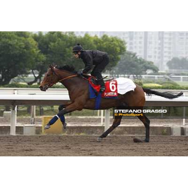 Morning trackworks at Sha Tin racetrack - Planteur Hong Kong- Sha Tin, 7th dec. 2010 ph. Stefano Grasso