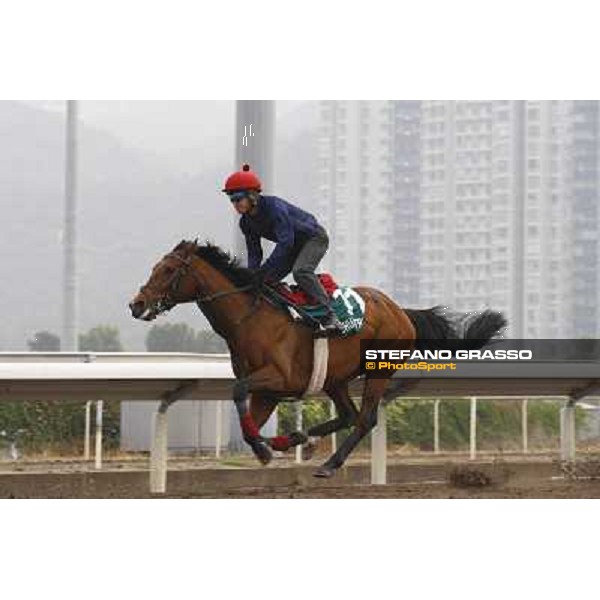 Morning trackworks at Sha Tin racetrack - Joshua Tree Hong Kong- Sha Tin, 7th dec. 2010 ph. Stefano Grasso