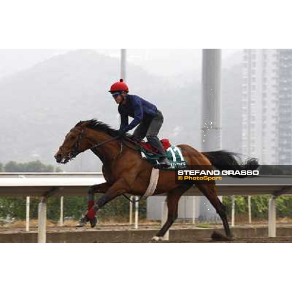 Morning trackworks at Sha Tin racetrack - Beethoven Hong Kong- Sha Tin, 7th dec. 2010 ph. Stefano Grasso