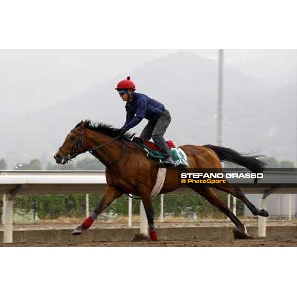 Morning trackworks at Sha Tin racetrack - Joshua Tree Hong Kong- Sha Tin, 7th dec. 2010 ph. Stefano Grasso