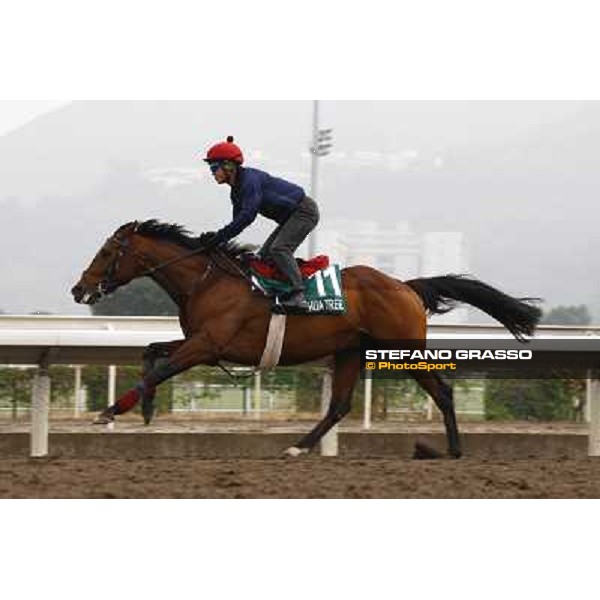 Morning trackworks at Sha Tin racetrack - Joshua Tree Hong Kong- Sha Tin, 7th dec. 2010 ph. Stefano Grasso