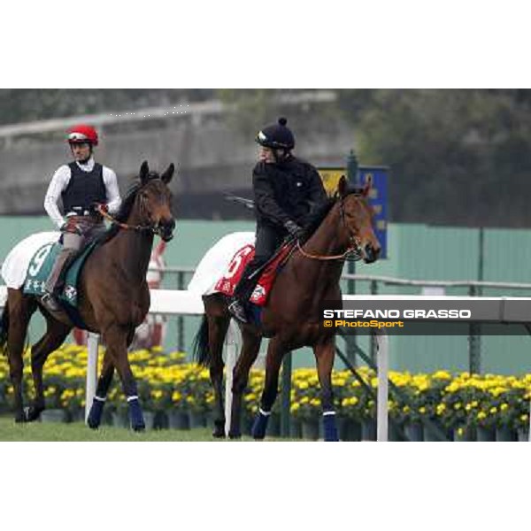 Morning trackworks at Sha Tin racetrack - Planteur (6) - Board Meeting (9) Hong Kong- Sha Tin, 7th dec. 2010 ph. Stefano Grasso