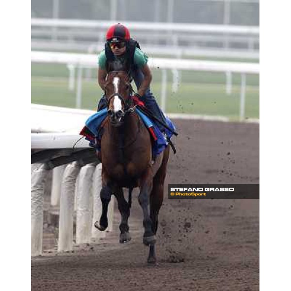 Morning trackworks at Sha Tin racetrack - Paco Boy Hong Kong- Sha Tin, 7th dec. 2010 ph. Stefano Grasso