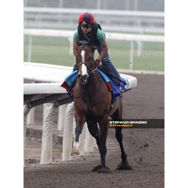 Morning trackworks at Sha Tin racetrack - Paco Boy Hong Kong- Sha Tin, 7th dec. 2010 ph. Stefano Grasso