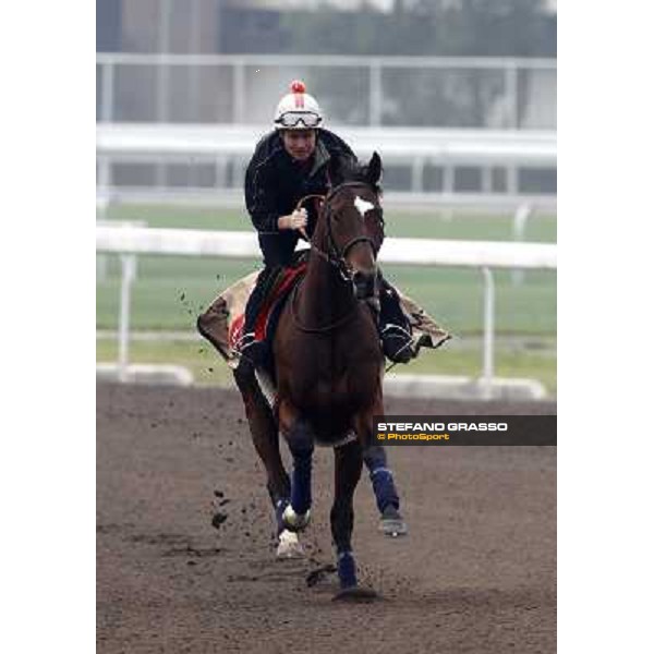 Morning trackworks at Sha Tin racetrack - Sri Putra Hong Kong- Sha Tin, 7th dec. 2010 ph. Stefano Grasso
