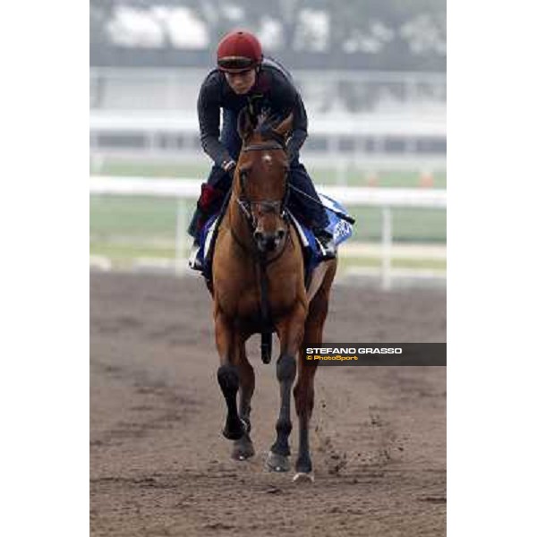 Morning trackworks at Sha Tin racetrack - Beethoven Hong Kong- Sha Tin, 7th dec. 2010 ph. Stefano Grasso