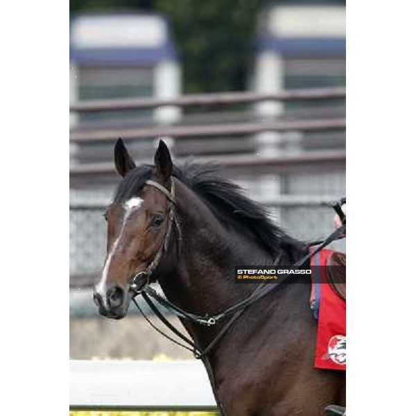 Morning trackworks at Sha Tin racetrack - Vision d\'Etat Hong Kong- Sha Tin, 7th dec. 2010 ph. Stefano Grasso
