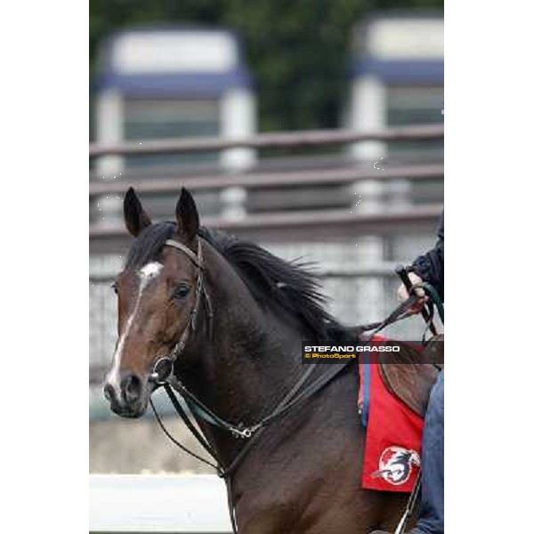 Morning trackworks at Sha Tin racetrack - Vision d\' Etat Hong Kong- Sha Tin, 7th dec. 2010 ph. Stefano Grasso