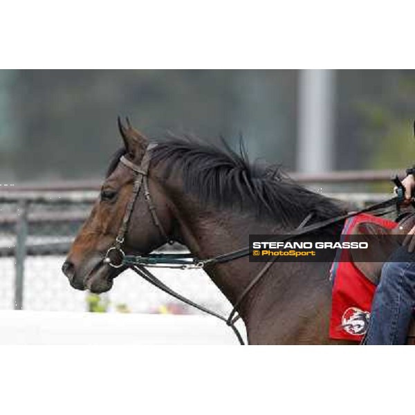 Morning trackworks at Sha Tin racetrack - Vision d\'Etat Hong Kong- Sha Tin, 7th dec. 2010 ph. Stefano Grasso