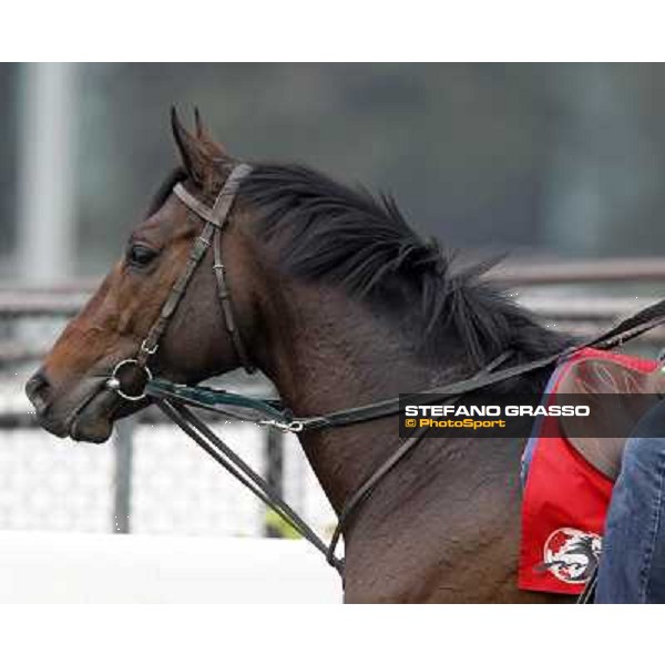 Morning trackworks at Sha Tin racetrack - Vision d\'Etat Hong Kong- Sha Tin, 7th dec. 2010 ph. Stefano Grasso