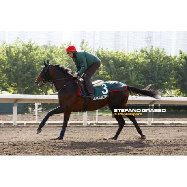 Morning trackworks at Sha Tin racetrack - Endo Botti and Jakkalberry Hong Kong- Sha Tin, 8th dec. 2010 ph. Stefano Grasso