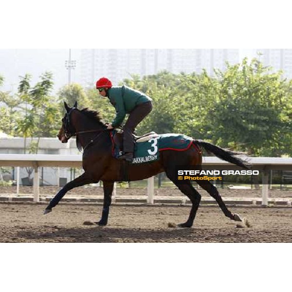 Morning trackworks at Sha Tin racetrack - Endo Botti and Jakkalberry Hong Kong- Sha Tin, 8th dec. 2010 ph. Stefano Grasso