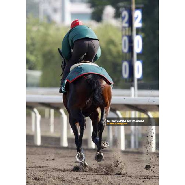 Morning trackworks at Sha Tin racetrack - Endo Botti and Jakkalberry Hong Kong- Sha Tin, 8th dec. 2010 ph. Stefano Grasso