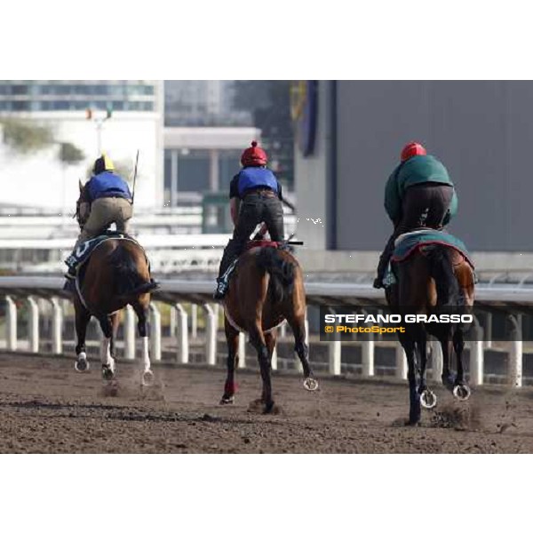 Morning trackworks at Sha Tin racetrack - Endo Botti and Jakkalberry Hong Kong- Sha Tin, 8th dec. 2010 ph. Stefano Grasso