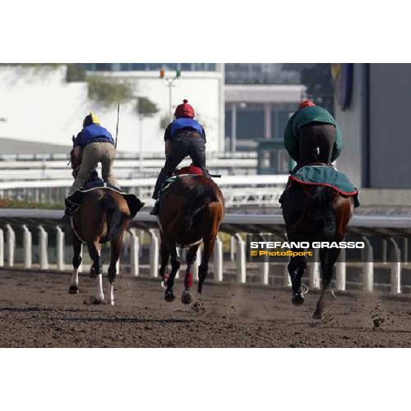 Morning trackworks at Sha Tin racetrack - Endo Botti and Jakkalberry Hong Kong- Sha Tin, 8th dec. 2010 ph. Stefano Grasso