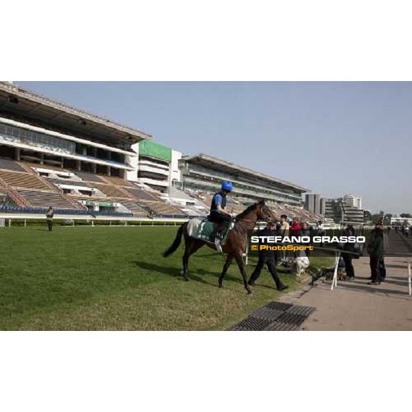 Morning trackworks at Sha Tin racetrack - Mastery Hong Kong- Sha Tin, 8th dec. 2010 ph. Stefano Grasso