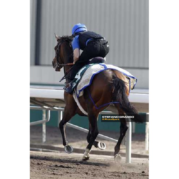 Morning trackworks at Sha Tin racetrack - Mastery Hong Kong- Sha Tin, 8th dec. 2010 ph. Stefano Grasso