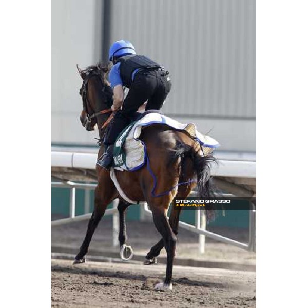 Morning trackworks at Sha Tin racetrack - Mastery Hong Kong- Sha Tin, 8th dec. 2010 ph. Stefano Grasso