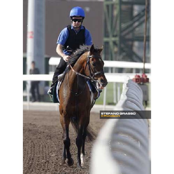 Morning trackworks at Sha Tin racetrack - Mastery Hong Kong- Sha Tin, 8th dec. 2010 ph. Stefano Grasso