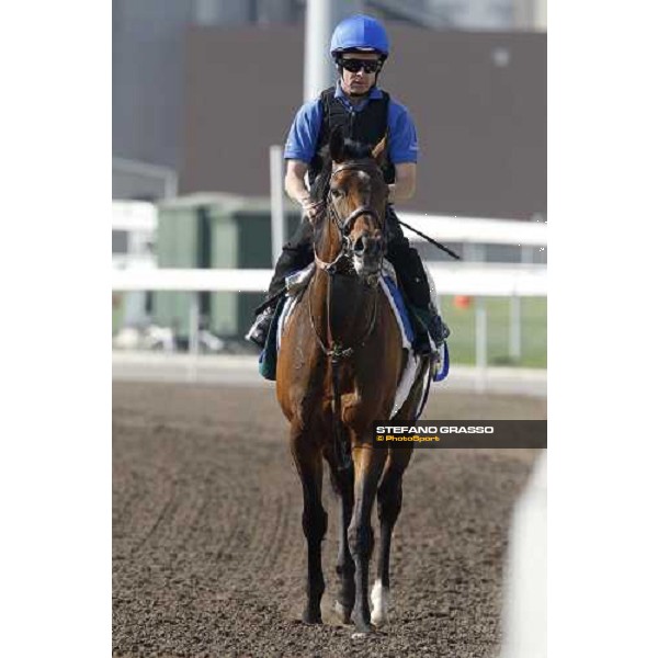 Morning trackworks at Sha Tin racetrack - Mastery Hong Kong- Sha Tin, 8th dec. 2010 ph. Stefano Grasso