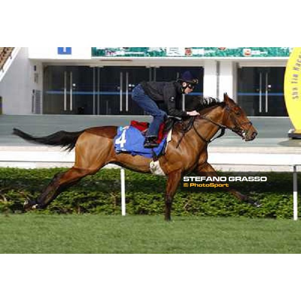 Morning trackworks at Sha Tin racetrack - Beethoven Hong Kong- Sha Tin, 8th dec. 2010 ph. Stefano Grasso