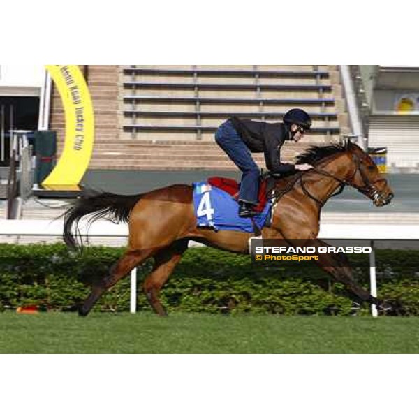 Morning trackworks at Sha Tin racetrack - Beethoven Hong Kong- Sha Tin, 8th dec. 2010 ph. Stefano Grasso